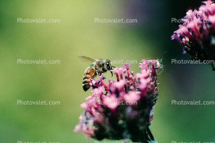 Honeybee on Yarrow, Achillea millefolium