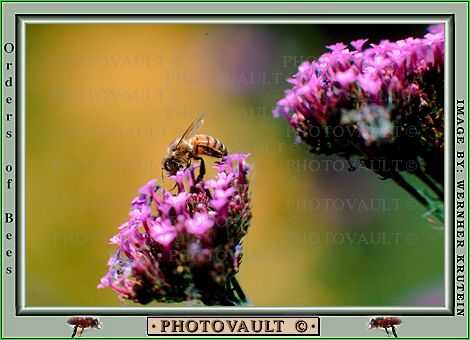 Honeybee on Yarrow, Achillea millefolium