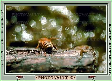 Honeybee on Wood