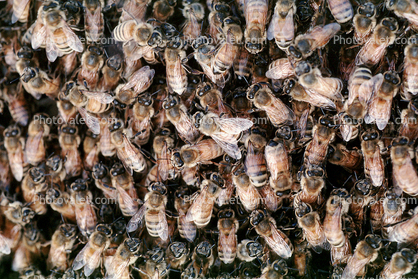 Bee Keeping, Honey Bee, Davis, California