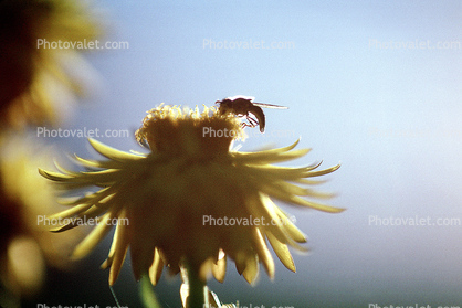 Bee on a Yellow Flower and a Blue Sky, Petals