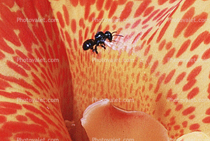 tiny Bee in flight