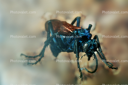 Spider Wasp (Pepsis cerberus)