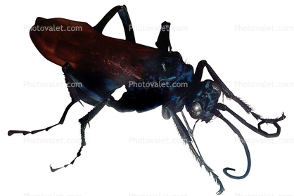 Spider Wasp (Pepsis cerberus), photo-object, object, cut-out, cutout