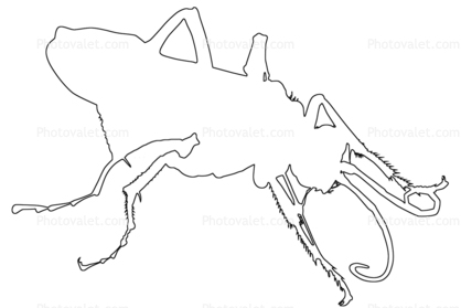 Spider Wasp (Pepsis cerberus) outline, line drawing, shape