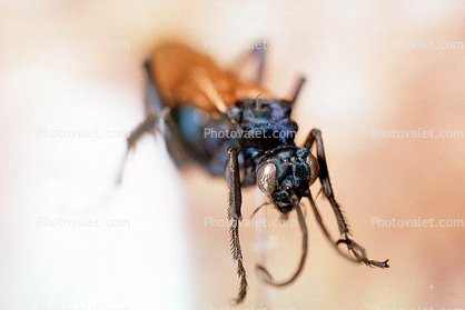 Spider Wasp, (Pepsis cerberus)