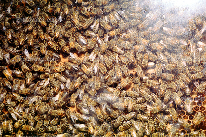 Bee Keeping, Honey Bee