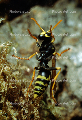 European Paper Wasp (Polistes domiulus), Yellowjacket