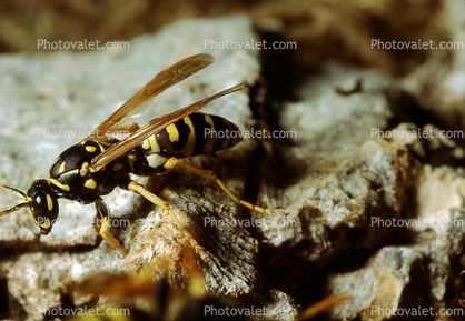 European Paper Wasp, (Polistes domiulus), Yellowjacket