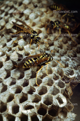 European Paper Wasp,  (Polistes domiulus), Yellowjacket