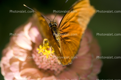 Butterfly, Wings