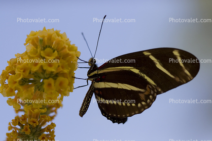 Zebra Longwing, (Heliconius charithonia), Butterfly, Wings, Rhopalocera, Nymphalidae