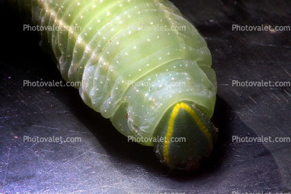 Caterpillar, Sonoma County
