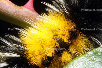 Caterpillar, Sonoma County