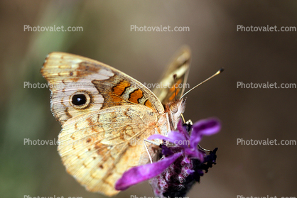 Butterfly, Wings, faux eyes, Biomimicry