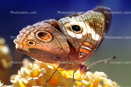 Butterfly, Wings, Flower