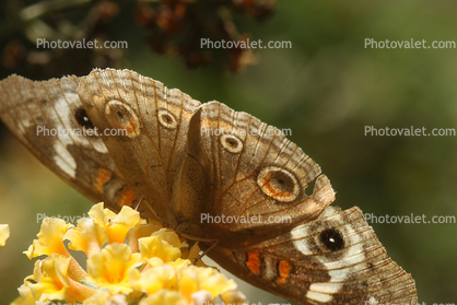 Butterfly, Wings, Flower, faux eyes