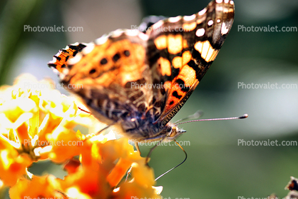 Butterfly, Wings, Flower