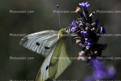 Butterfly, Wings