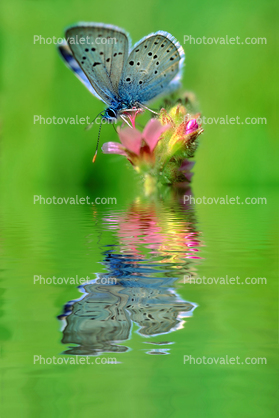 Butterfly Reflecting Water, Abstract
