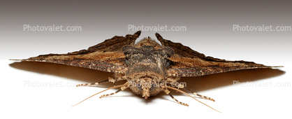 Eyes of a Moth, Wood Bark Texture, Zale lunata Moth, Sonoma County California