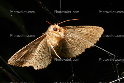 Moth Caught in a Spider Web, Zale lunata Moth, Wood Bark Texture, Sonoma County California