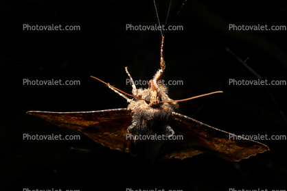 Moth, Zale lunata Moth, Wood Bark Texture, Sonoma County California