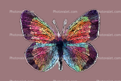 Color Packets of a Butterfly