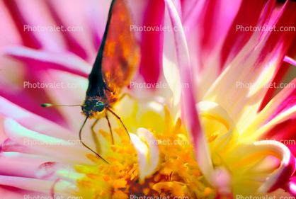 Skipper Butterfly on a Dahlia Flower, Proboscis