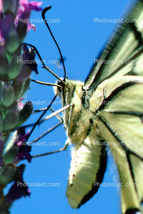 Butterfly, Proboscis
