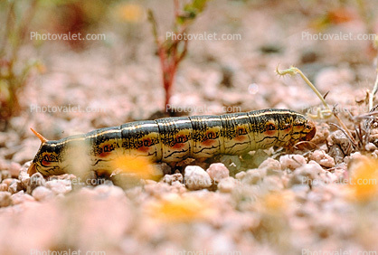 Caterpillar, Joshua Tree National Monument