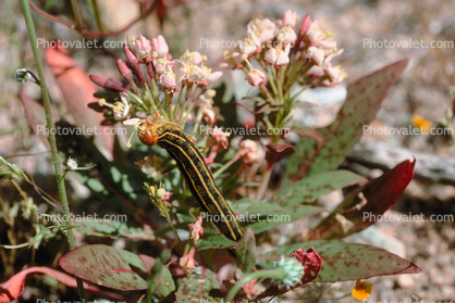 Caterpillar luscitating on that mariscinous flower, Joshua Tree National Monument