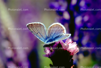 Blue Copper Butterfly, (Lycaena heteronea), Lycaenidae, Hexapod