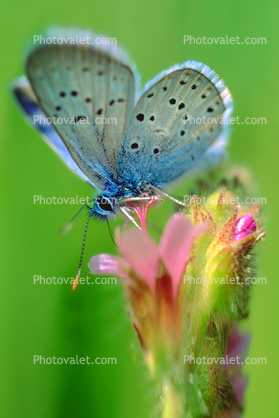Mission Blue Butterfly, (Aricia icarioides), Lycaenidae, Polyommatini, Hexapod