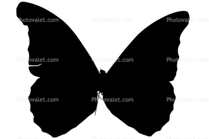 Butterfly silhouette, Wings, Butterflies, logo, shape