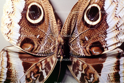 Butterflies, Wings, Butterfly, eyes, camouflage, Biomimicry