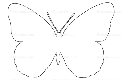Butterflies, Wings, Butterfly outline, line drawing, shape