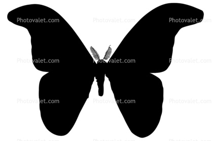 Moth silhouette, Wings, logo, shape