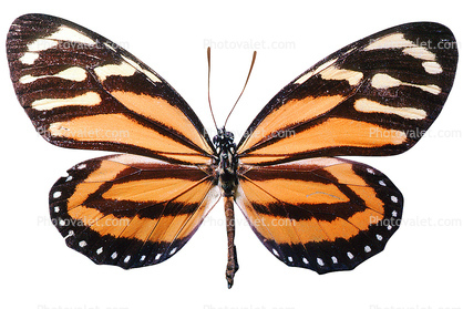 Butterflies, Wings, Butterfly, photo-object, object, cut-out, cutout