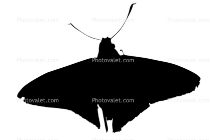 Butterflies silhouette, Wings, Butterfly, logo, shape