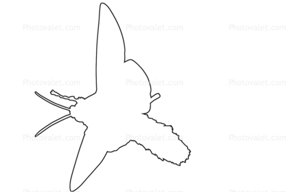 Sphinx Moth outline, line drawing, shape