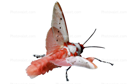 Sphinx Moth, photo-object, object, cut-out, cutout