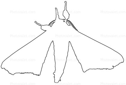 outline Moth, line drawing, shape