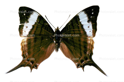 Butterfly, Wings, photo-object, object, cut-out, cutout