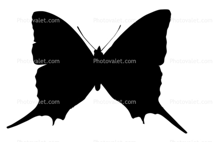 Butterfly, Wings