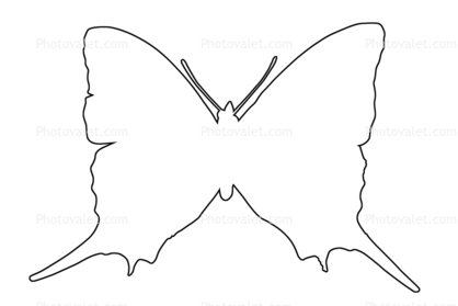outline, Butterfly, Wings, line drawing, shape