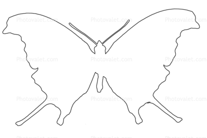 Butterfly outline,  Wings, line drawing, shape