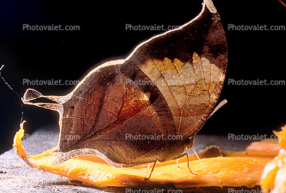 Butterfly, Camouflage, mimic, leaf, Biomimicry