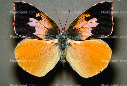 California Dogface Butterfly, (Zerene eurydice), Male, Pieridae, Coliadini