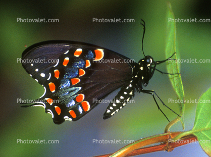 Spicebush Swallowtail Butterfly, (Papilio troilus), Linnaeus, Papilionidae